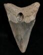 Bargain Angustidens Tooth - Pre-Megalodon #5628-2